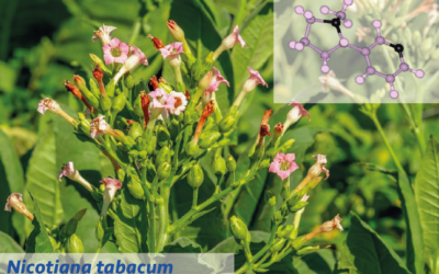 Seminario | «Productos botánicos con acción insecticida»