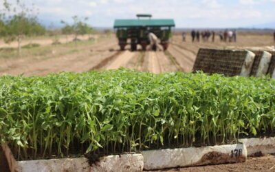 Académica | Se realizó la plantación de tomate en la parcela didáctica productiva de la  UNdeC