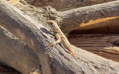 Taller | Diversidad de Reptiles y Anfibios del Valle de Chilecito