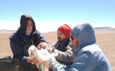 Institucional | La UNdeC y la UBA unen esfuerzos para proteger a los flamencos en la Laguna Brava